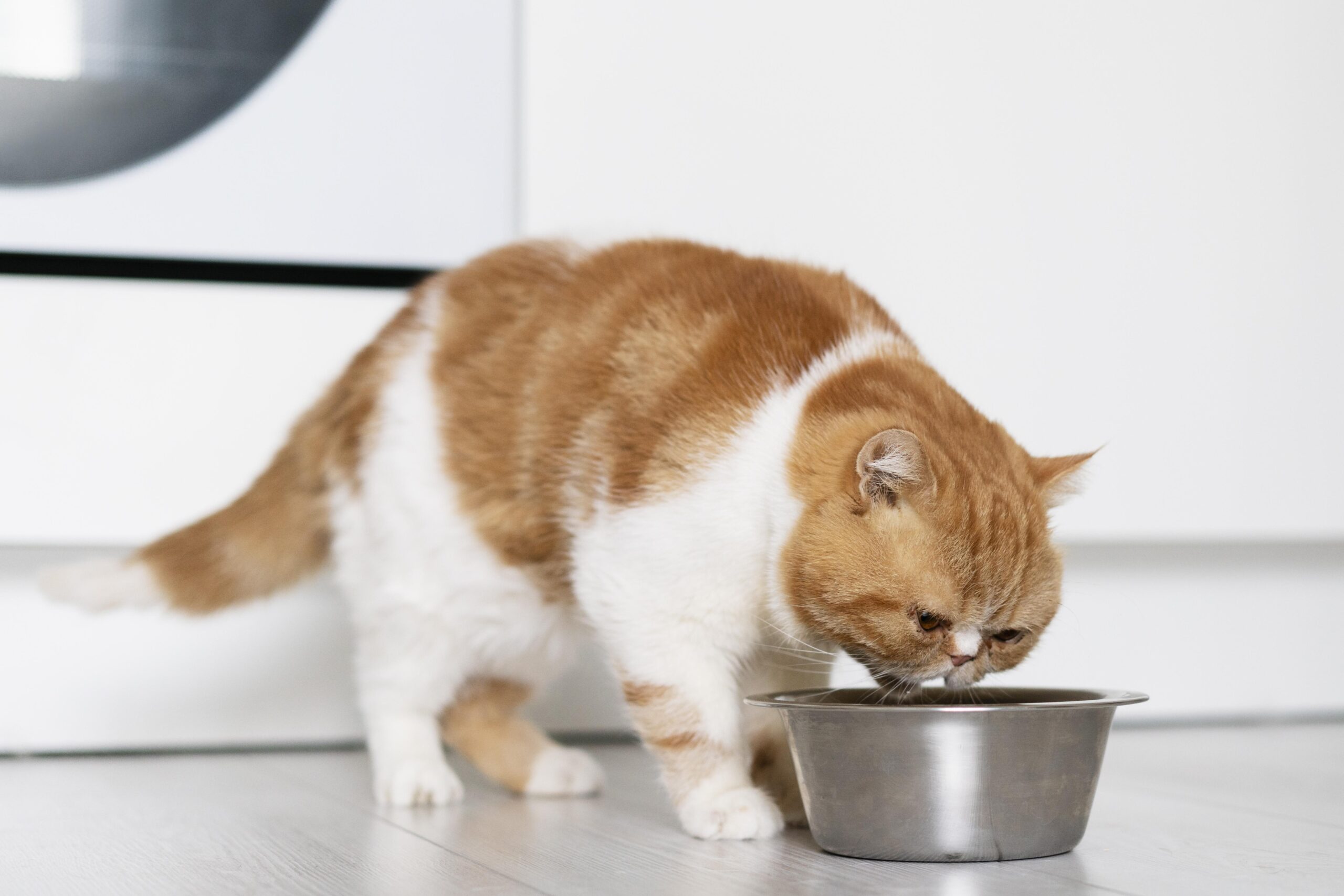 Dicas para os gatos beberem mais água e não desidratar no verão