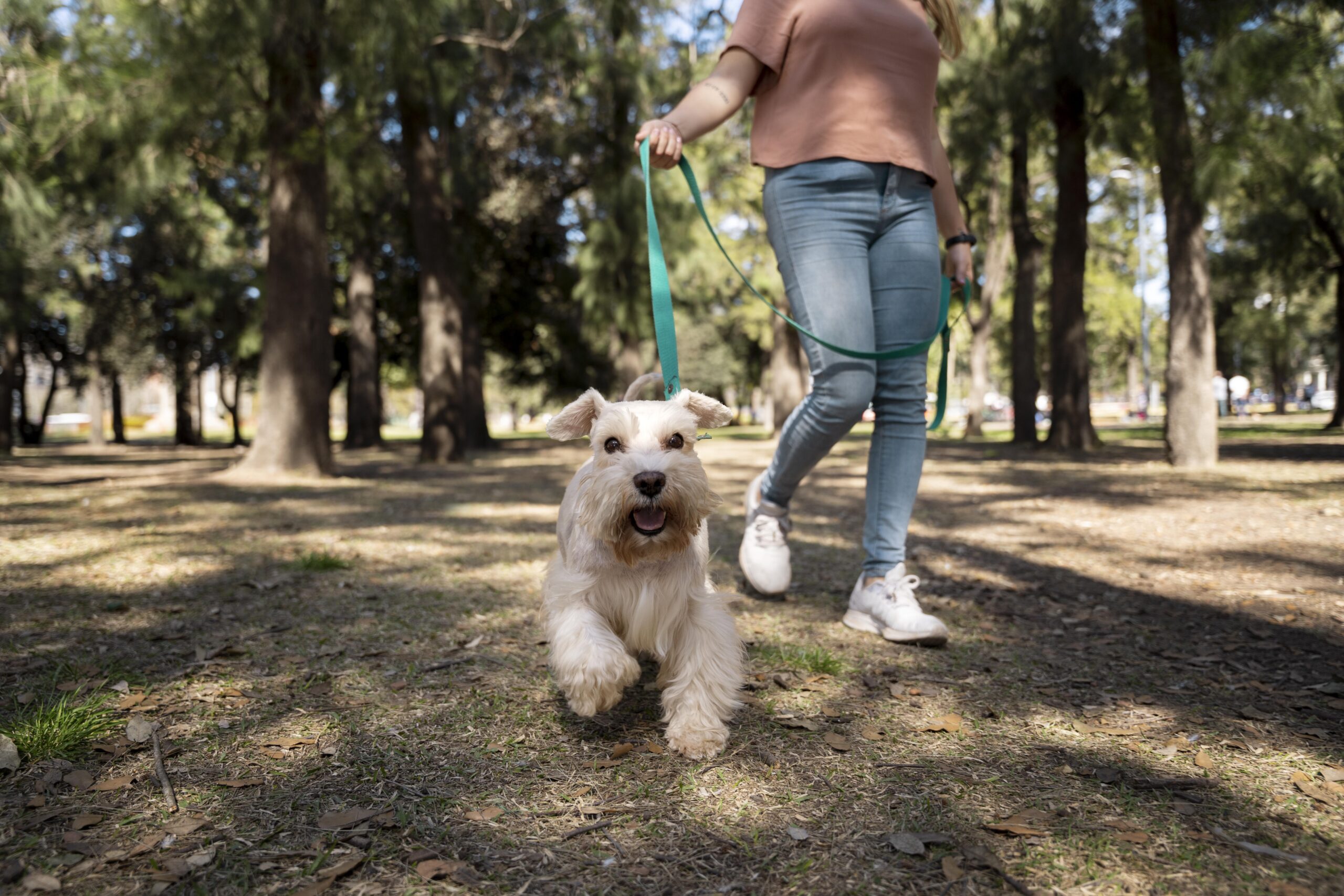 Lazer com os pets no verão.