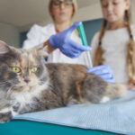 A importância das vacinas e vermífugos no início do ano No início do ano, é essencial reforçar a proteção dos pets com vacinas e vermífugos. Isso garante que eles comecem o ano saudáveis e protegidos contra doenças comuns. Aqui estão os principais motivos para manter essa rotina em dia: