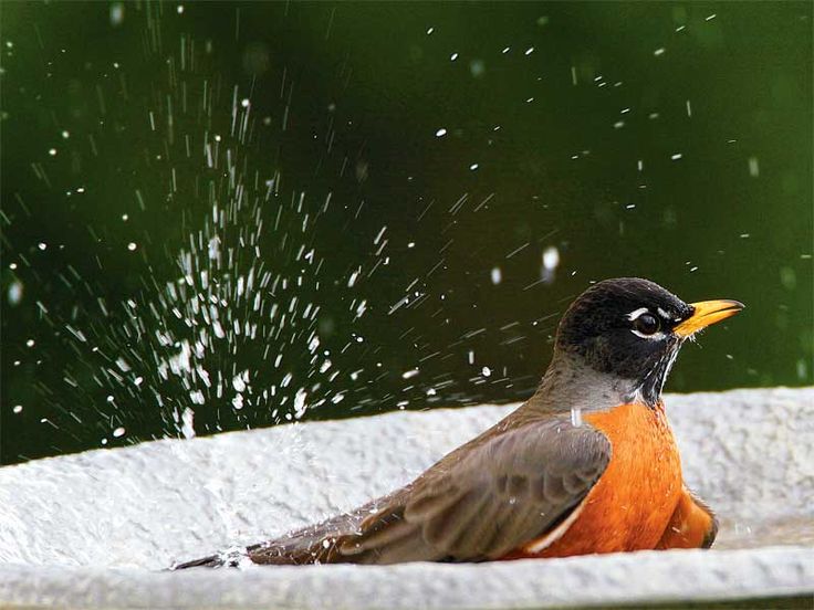Brincadeiras refrescantes para entreter seu pet
