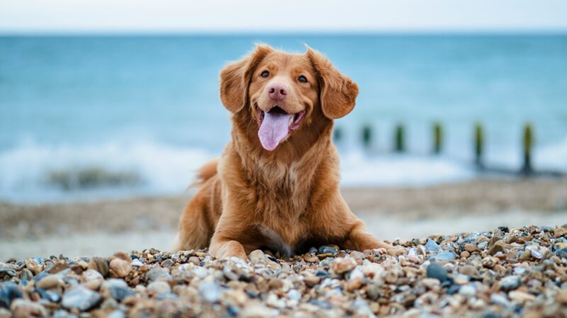 Como identificar sinais de felicidade e bem-estar em cães e gatos