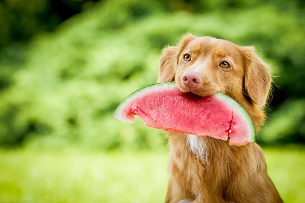 Receita de petisco natural para pets no verão