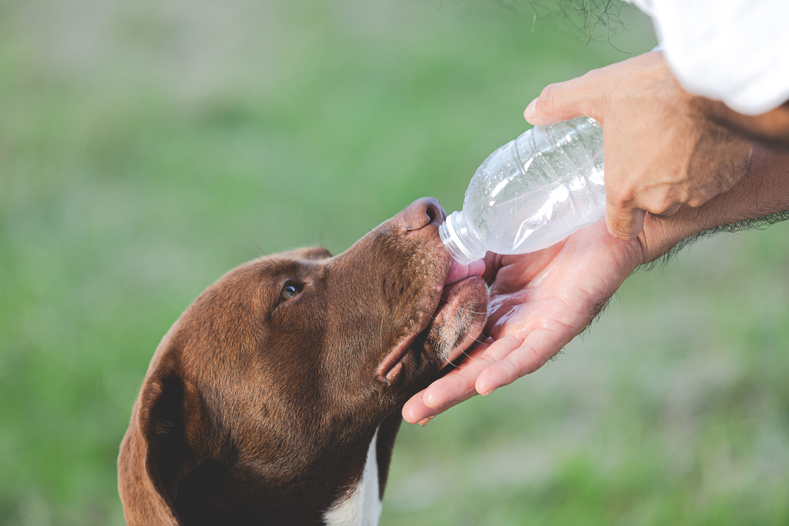 Como garantir que seu pet beba água suficiente