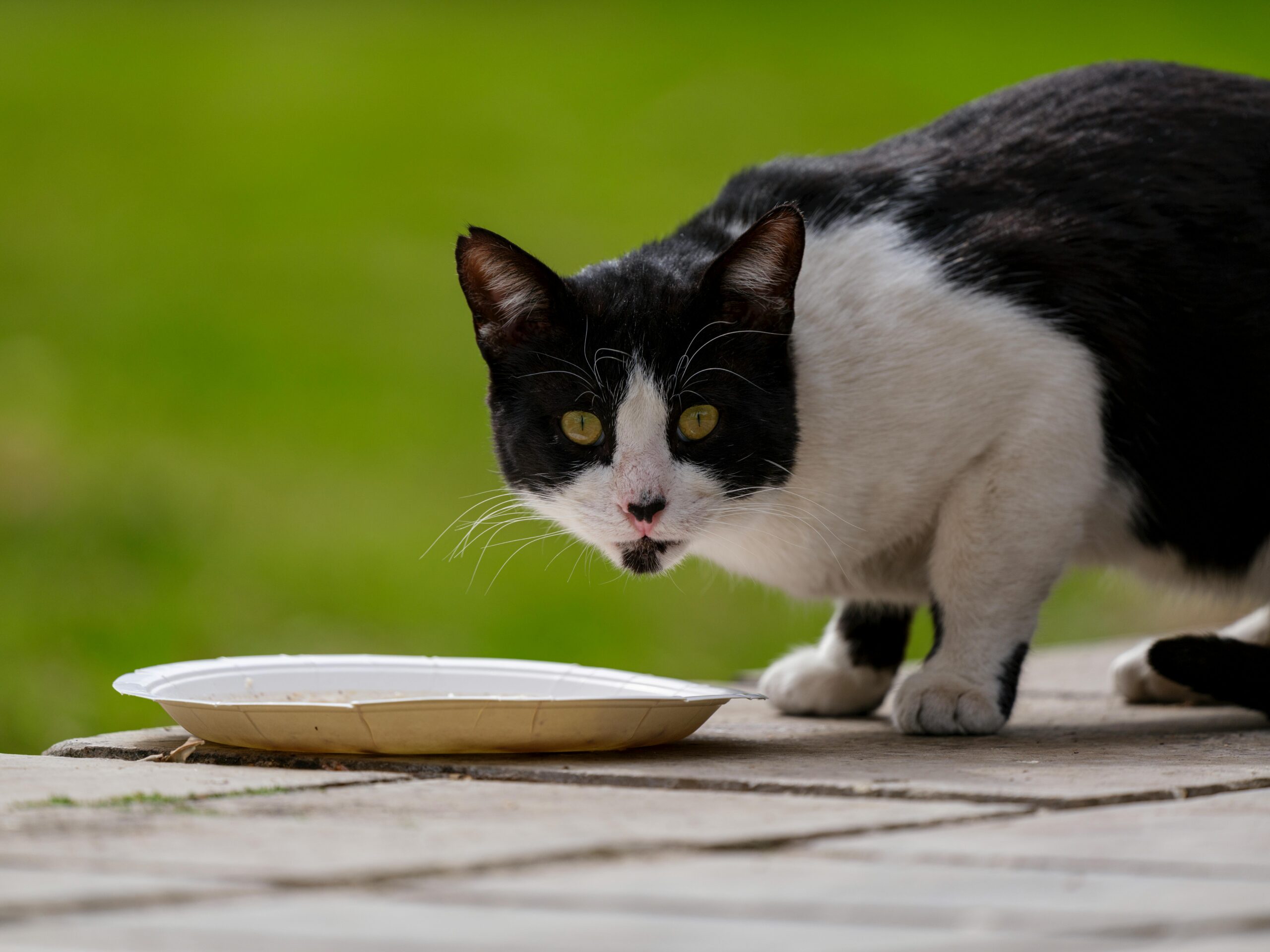 Alimentação saudável para cães e gatos no calor