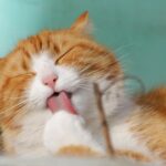 gato