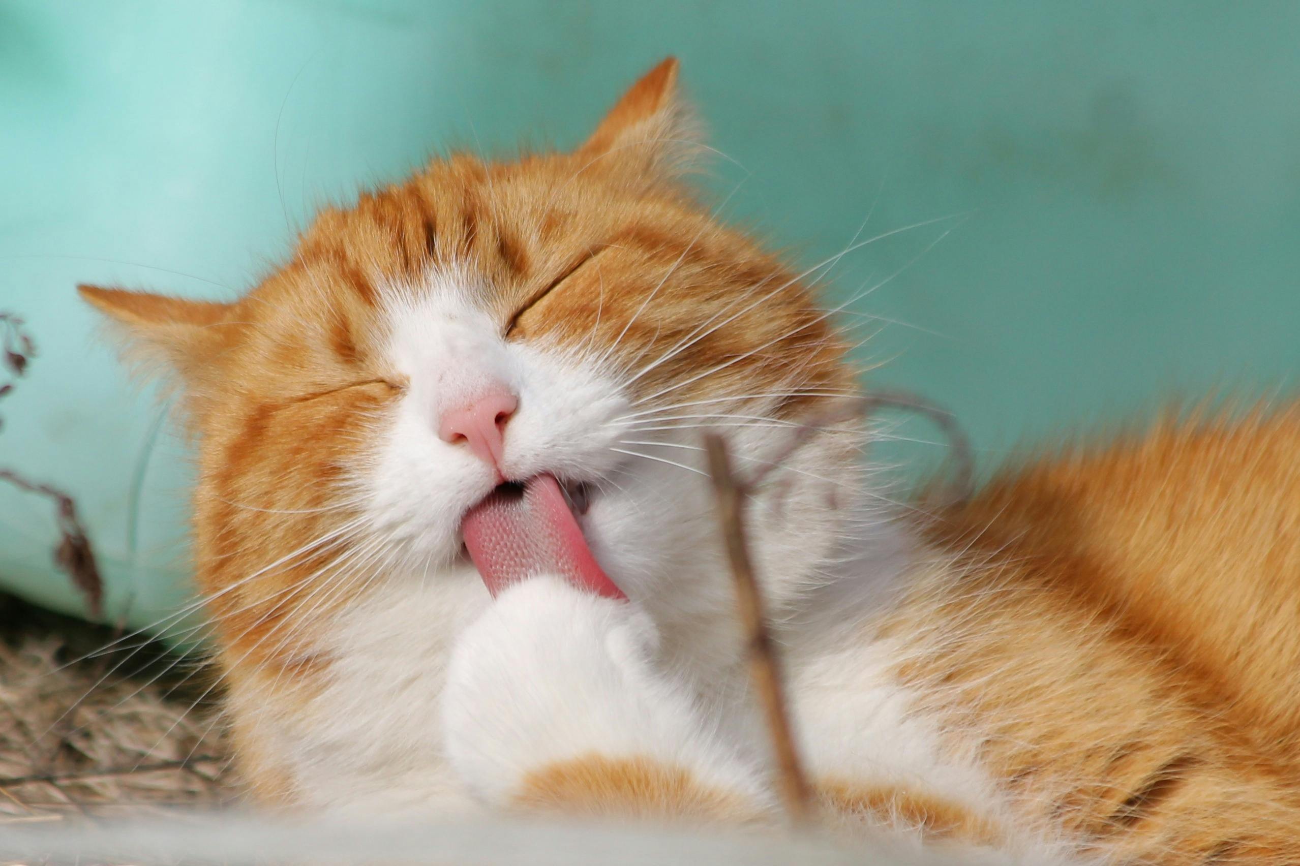 Cuidados Essenciais com Gatos no Verão