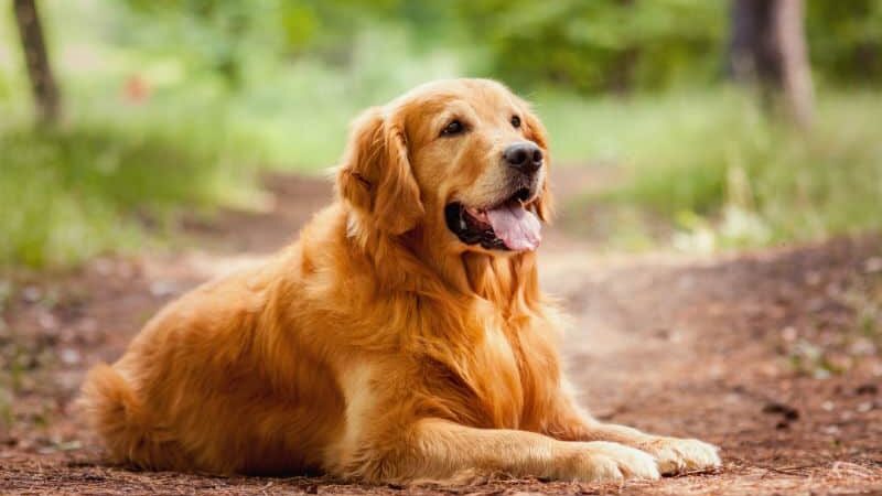 Como Cuidar do Seu Pet no Cerrado: Dicas Essenciais para o Bem-Estar do Seu Amigo de Quatro Patas