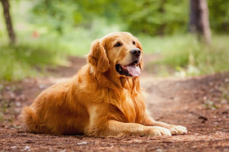 Como Cuidar do Seu Pet no Cerrado: Dicas Essenciais para o Bem-Estar do Seu Amigo de Quatro Patas