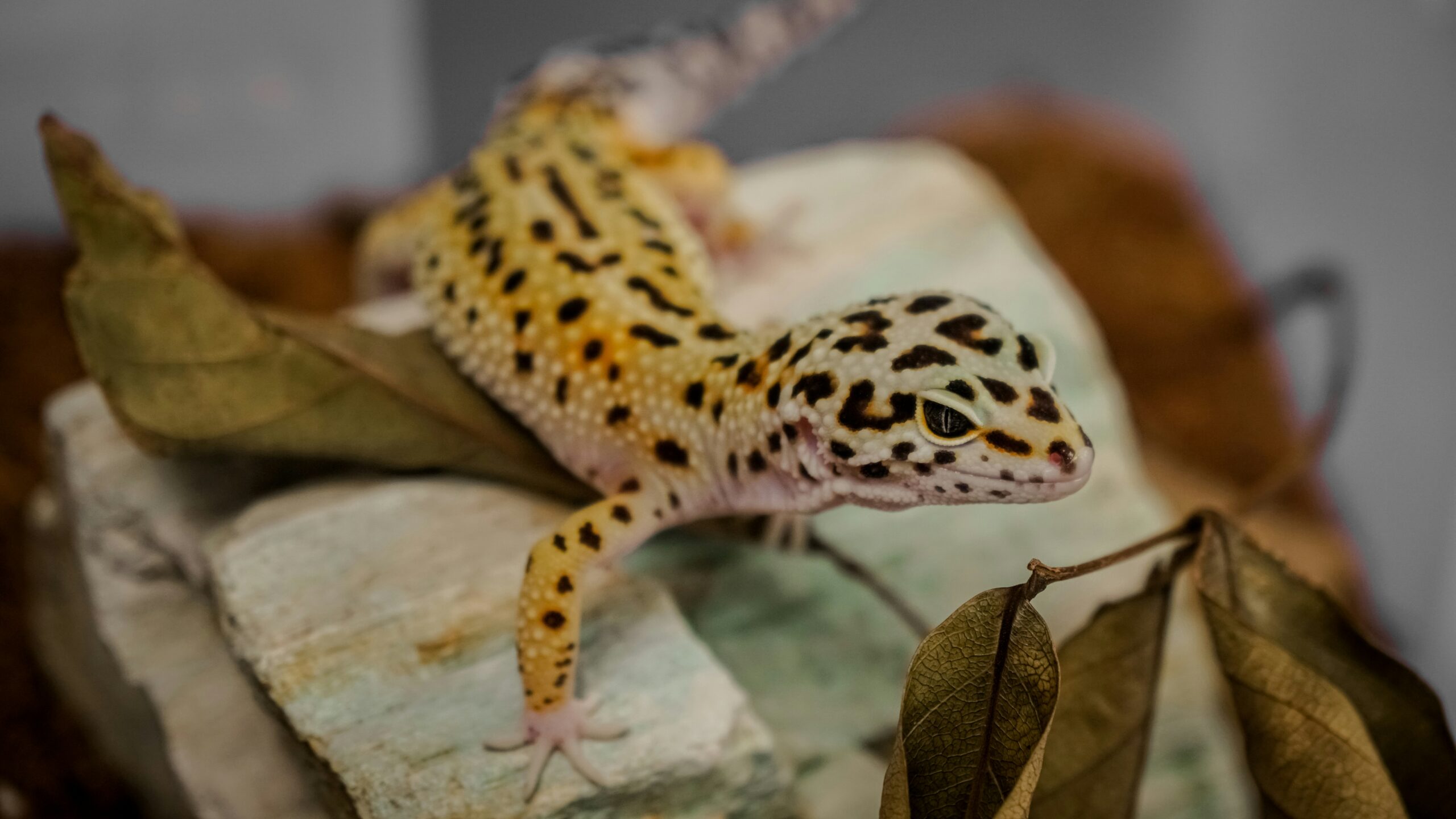Cuidados com pets exóticos: pequenos répteis e anfíbios em casa