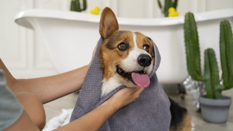 Cuidados excessivos com os pets no verão.