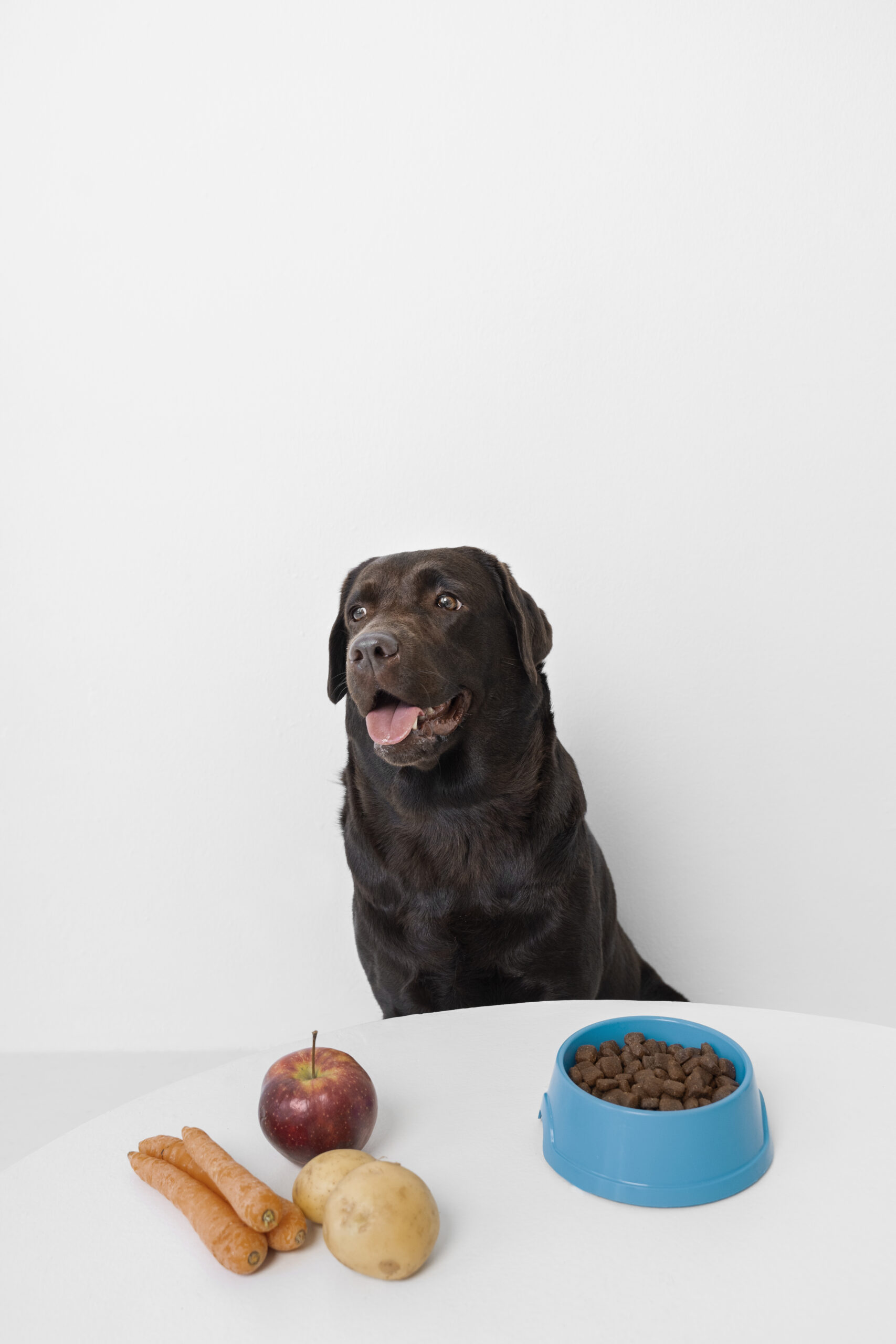 Cuidados ao compartilhar sua comida com o seu melhor amiguinho.