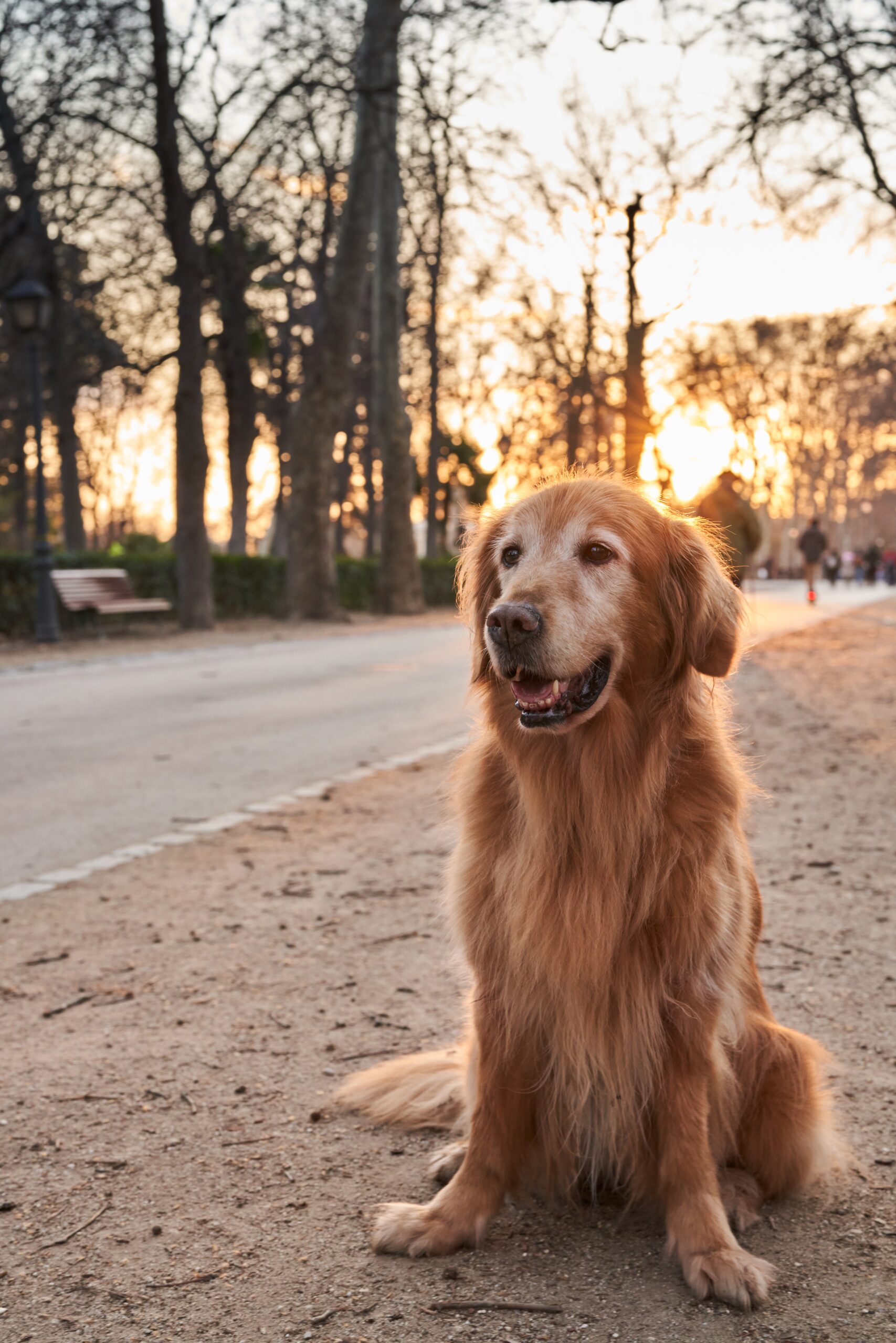Cuidados com pets idosos