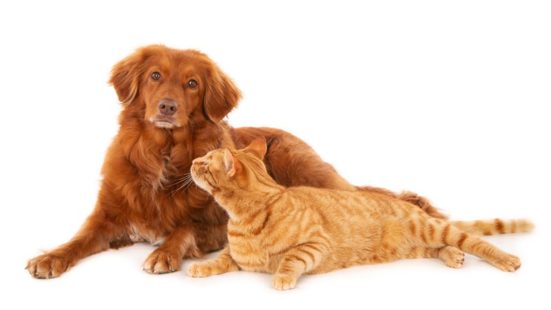 Cães e gatos podem ser amigos? Como promover uma boa convivência.