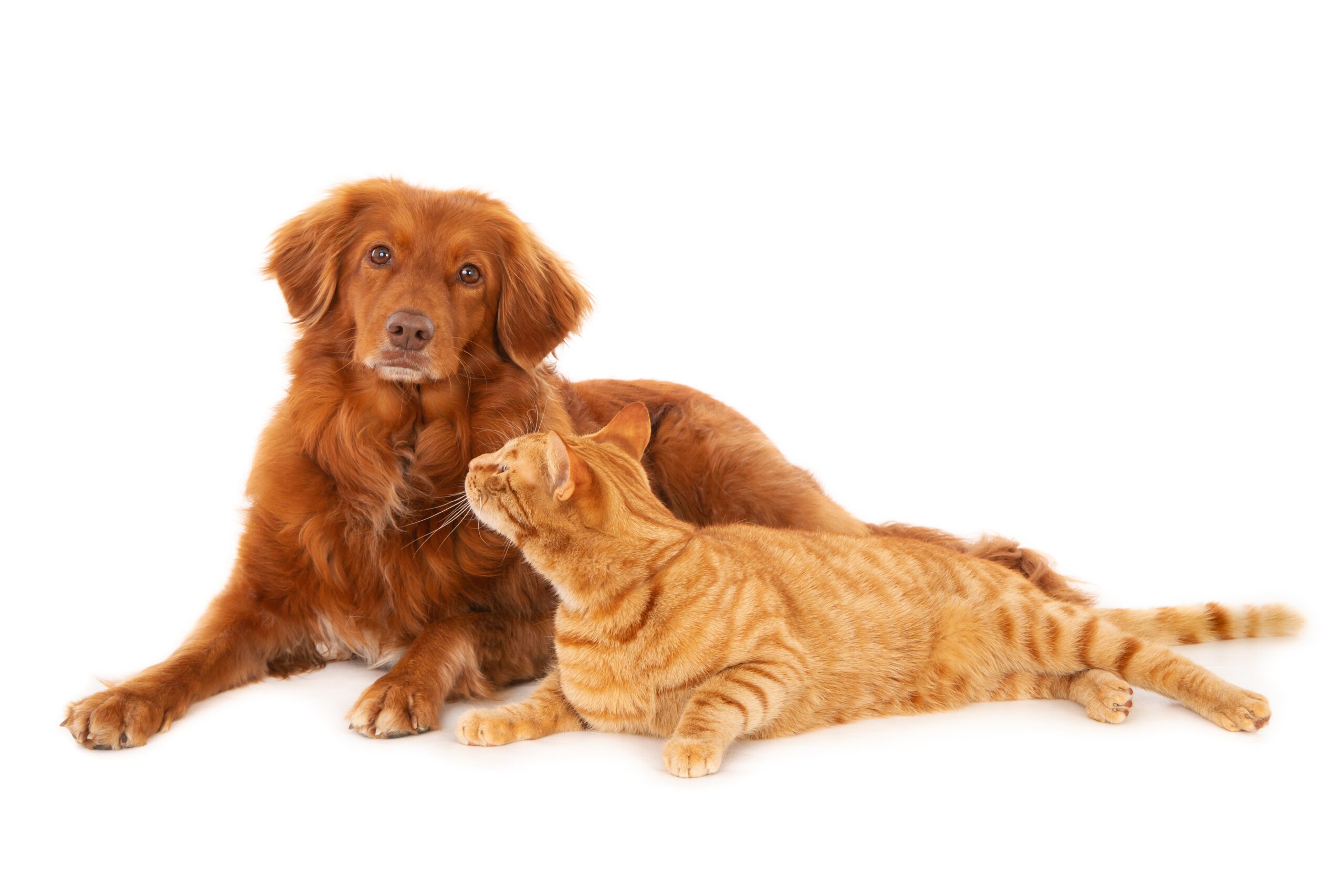 Cães e gatos podem ser amigos? Como promover uma boa convivência.