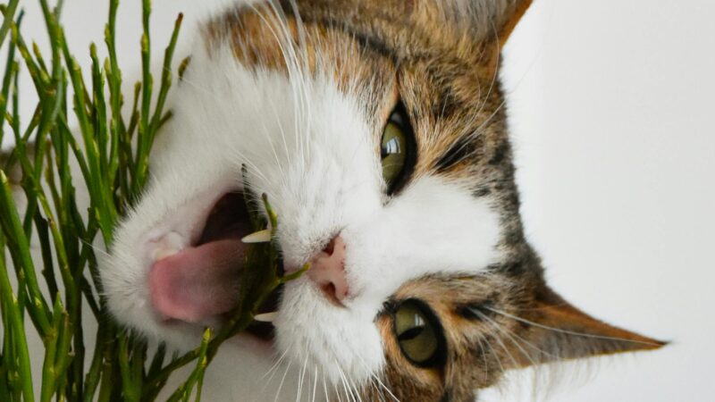 Ração x Alimentação Natural: o que é melhor para seu pet?