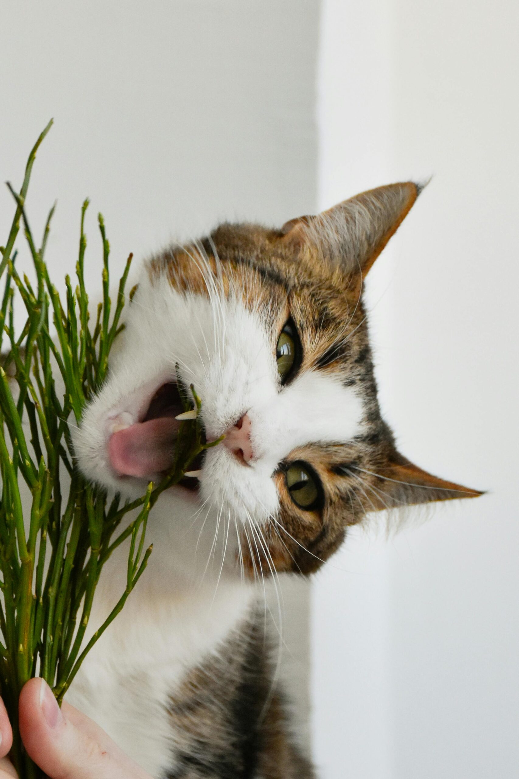 Ração x Alimentação Natural: o que é melhor para seu pet?