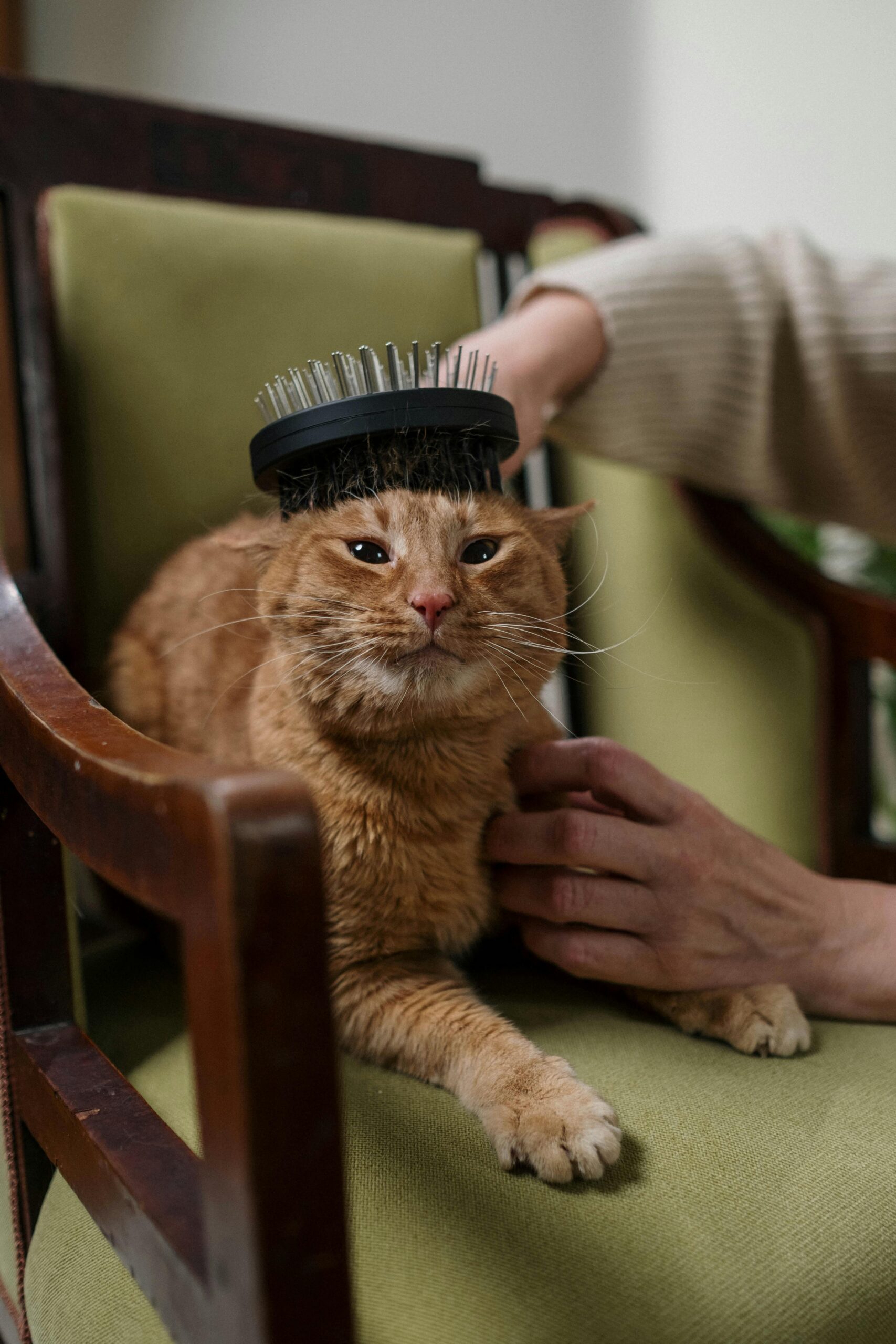 Dicas de higiene para pets em casa