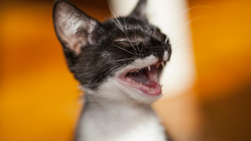 Problemas dentários em pets: como prevenir e quando agir