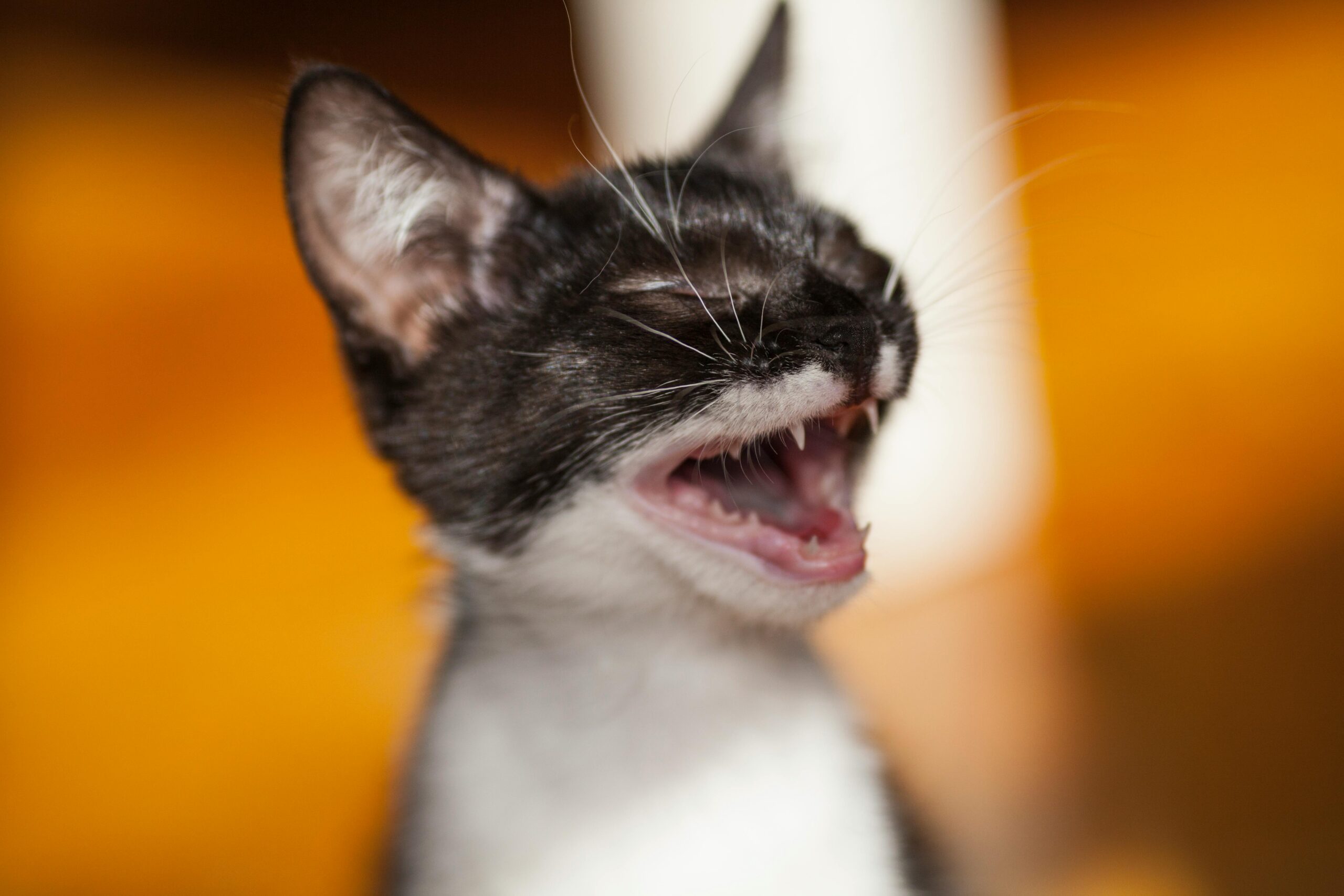 Problemas dentários em pets: como prevenir e quando agir