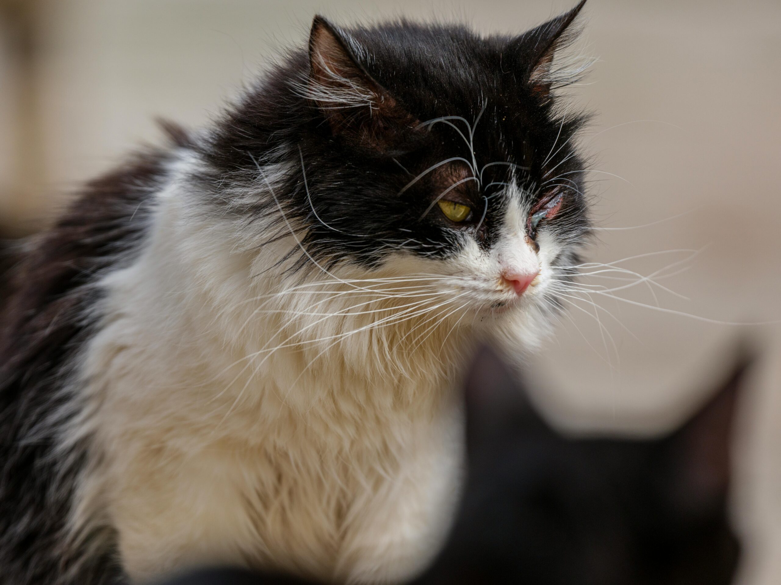 Sinais de doenças silenciosas em pets