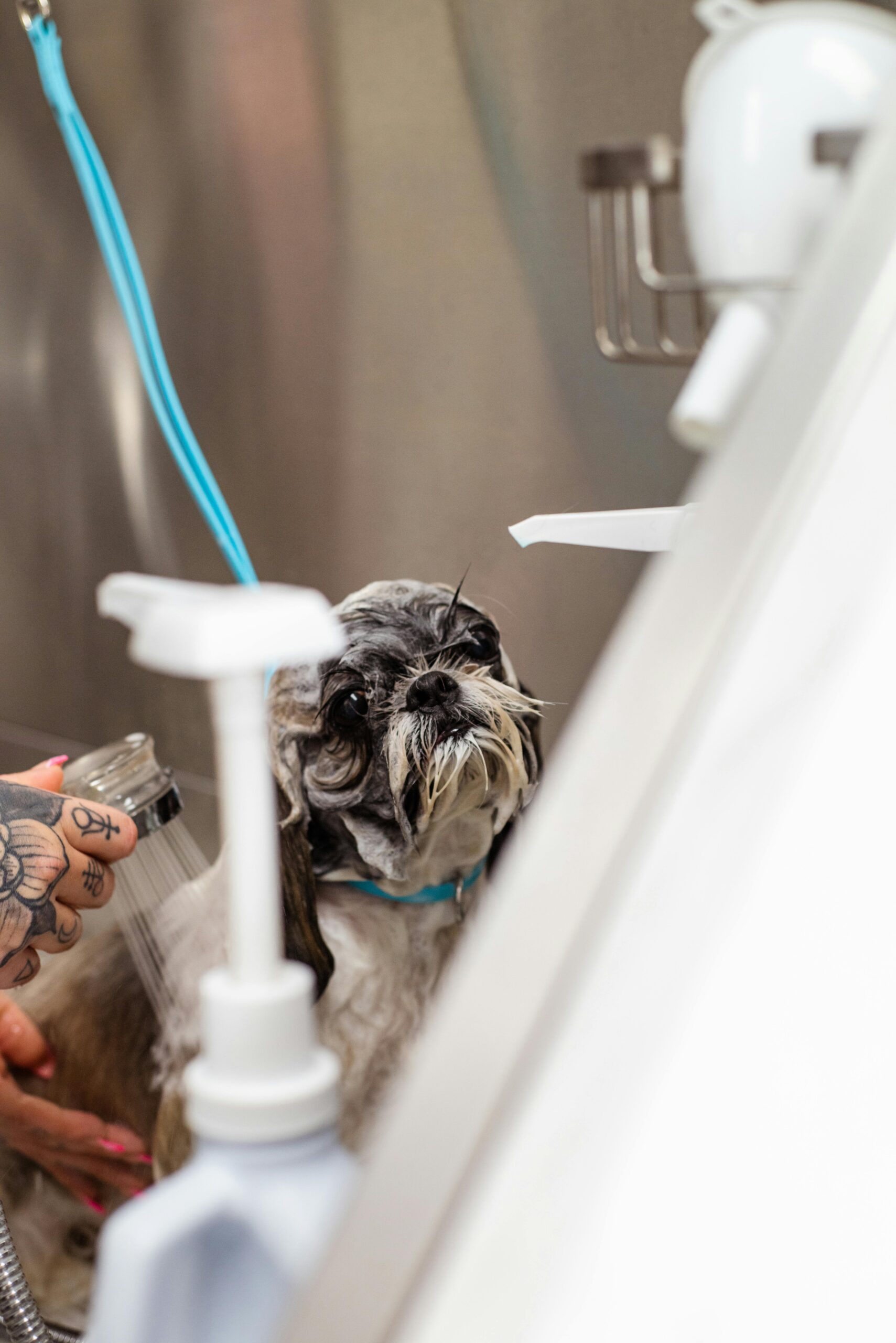 Higiene sem estresse: como dar banho no pet em casa