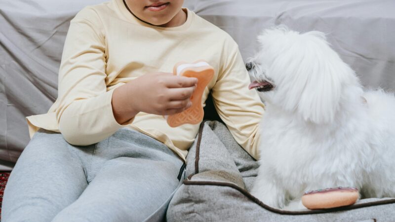 Como lidar com pets agitados dentro de casa