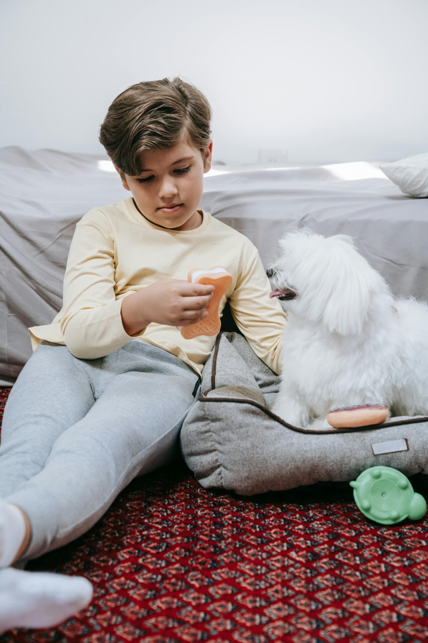 Como lidar com pets agitados dentro de casa