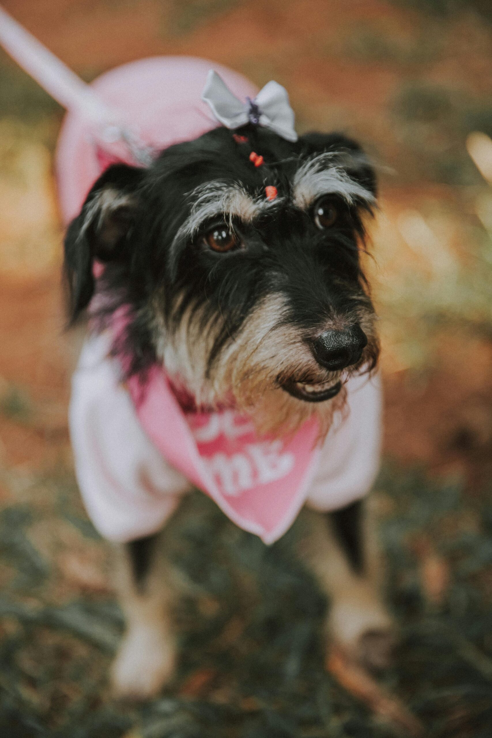 Pets do Cerrado: raças que se adaptam melhor ao clima seco de Brasília