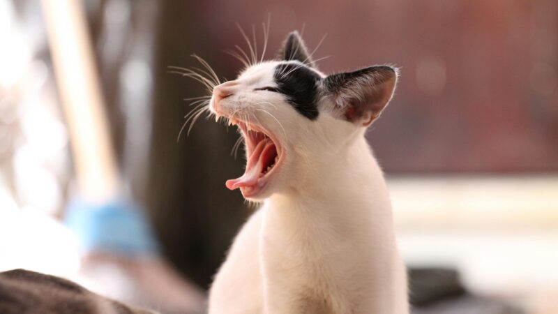 Por que os gatos miam tanto? Entenda os diferentes sons felinosComo manter seu pet hidratado no clima seco de Brasília