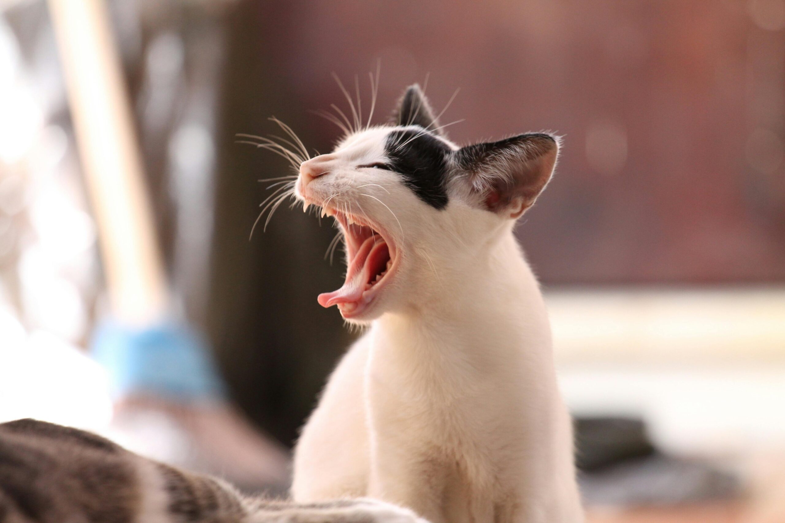 Por que os gatos miam tanto? Entenda os diferentes sons felinosComo manter seu pet hidratado no clima seco de Brasília