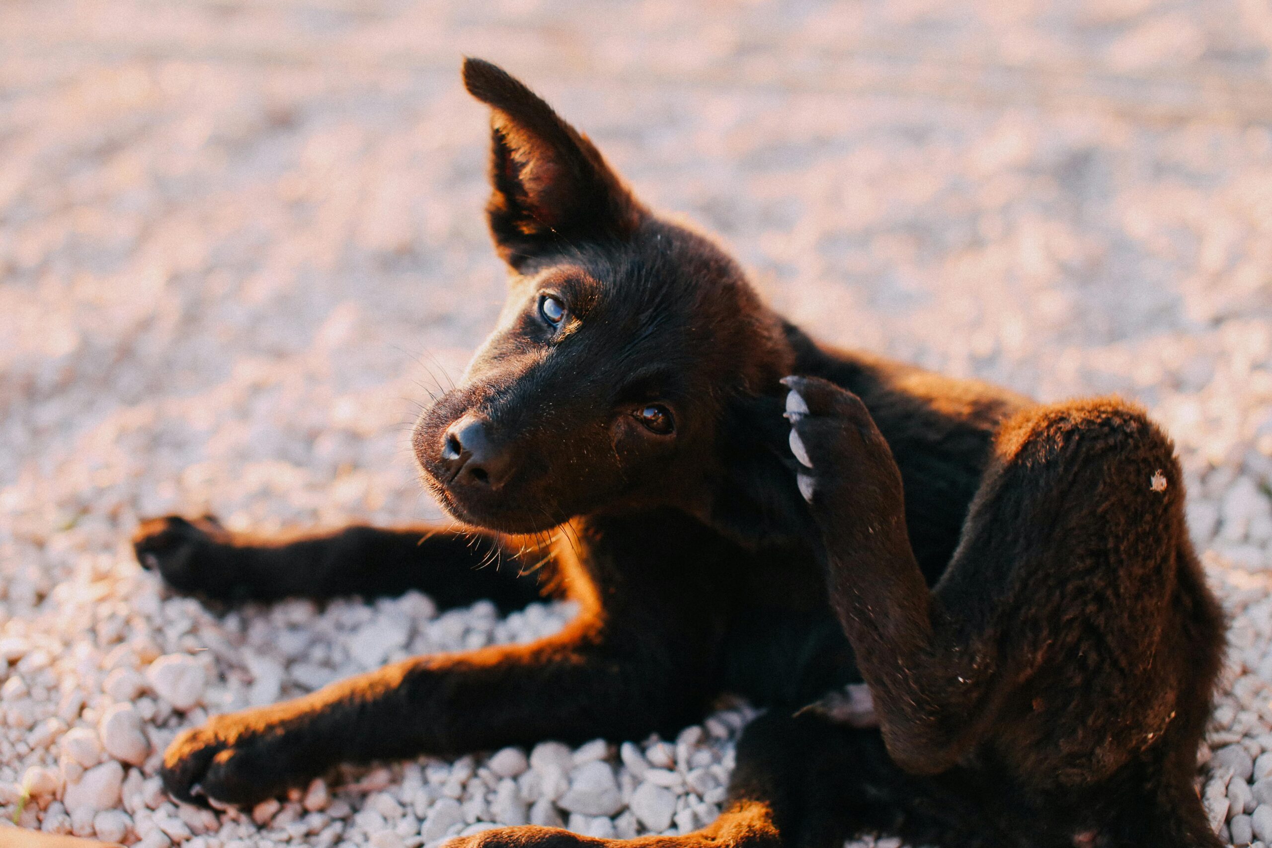 Carrapatos e pulgas no DF: como proteger seu pet nessa época