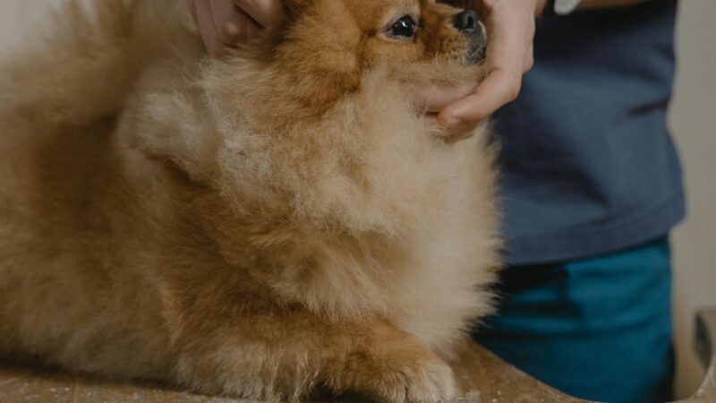 Check-up pet: exames preventivos que fazem a diferença