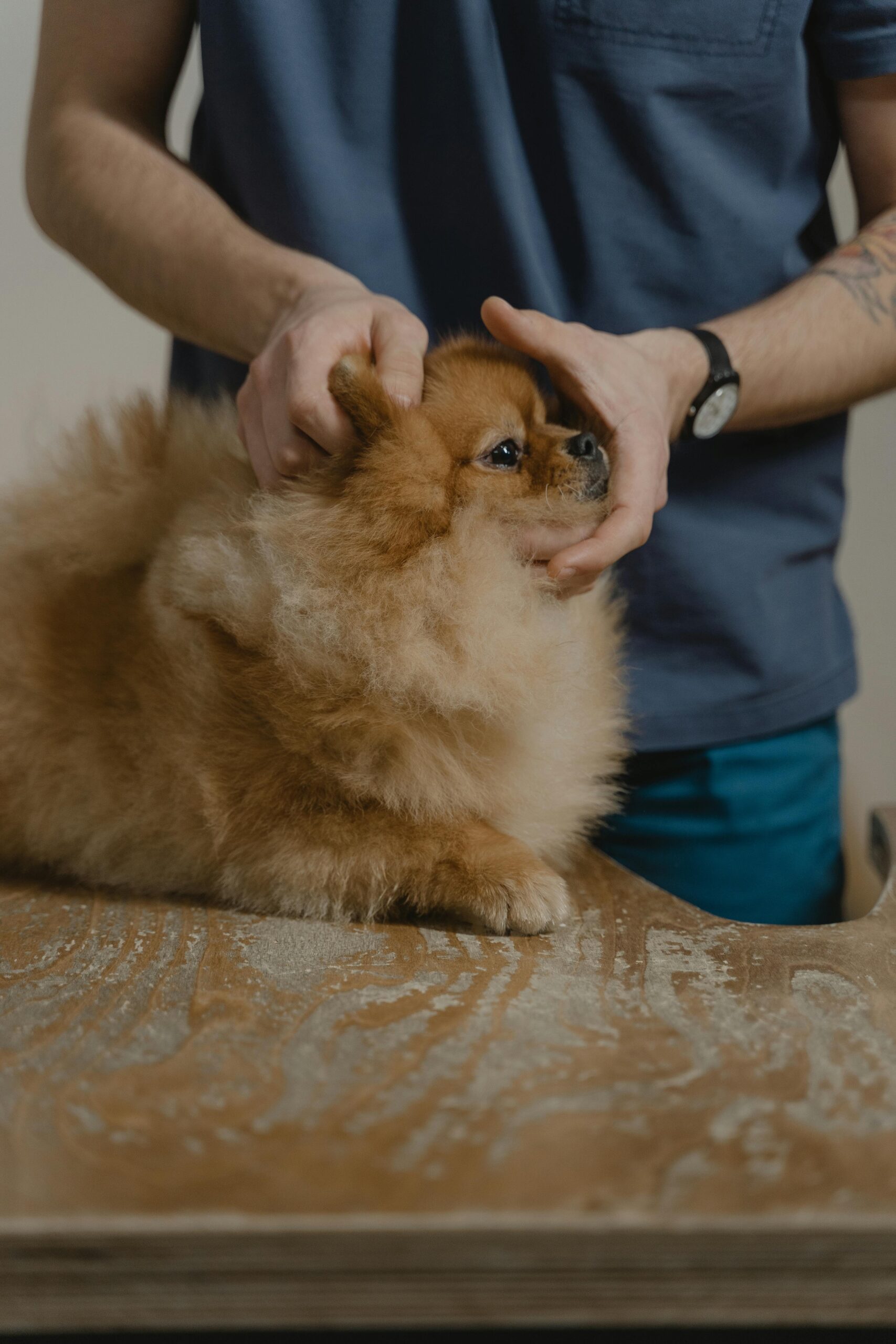 Check-up pet: exames preventivos que fazem a diferença