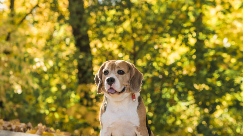 Doenças mais comuns em cães e gatos no outono