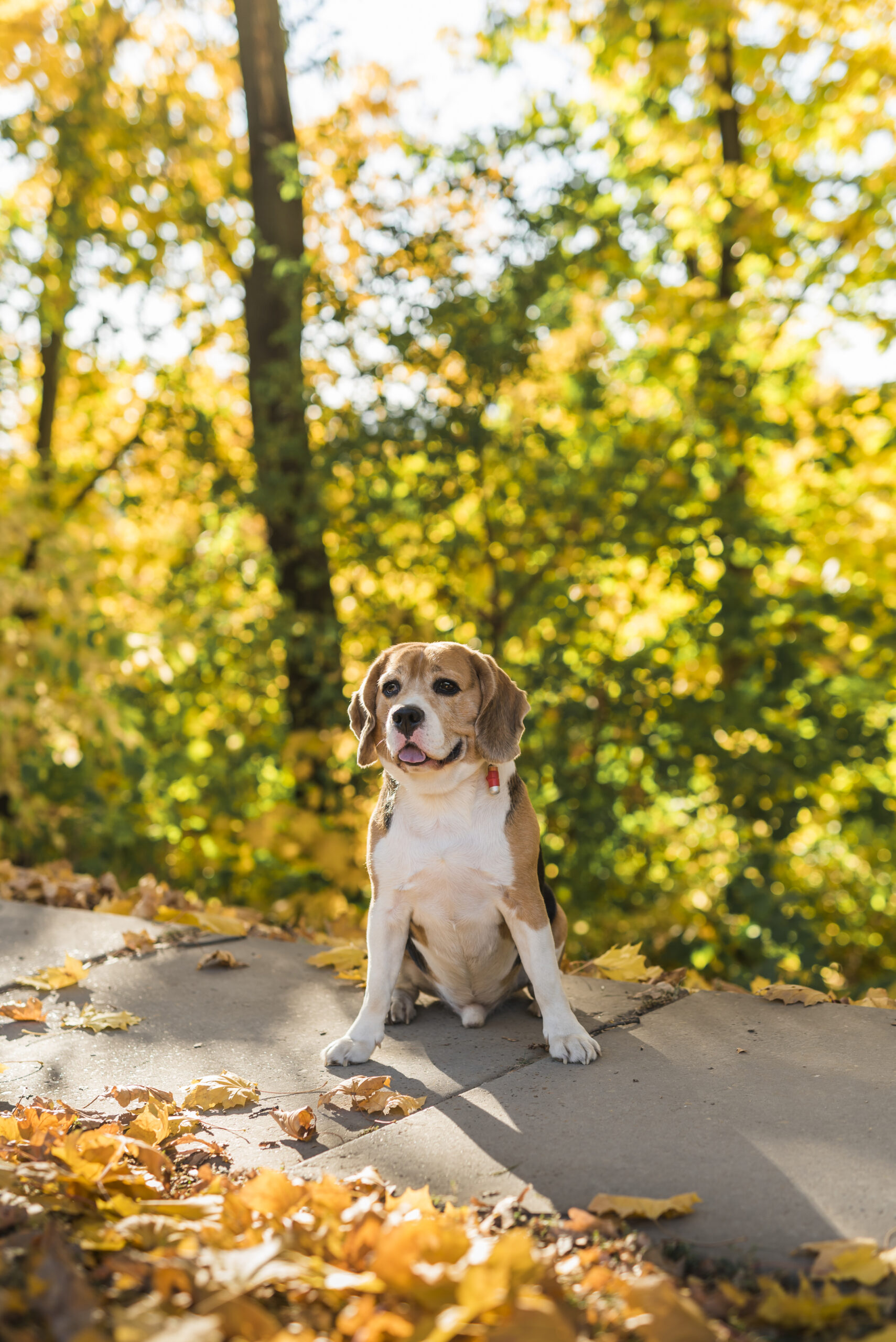 Doenças mais comuns em cães e gatos no outono