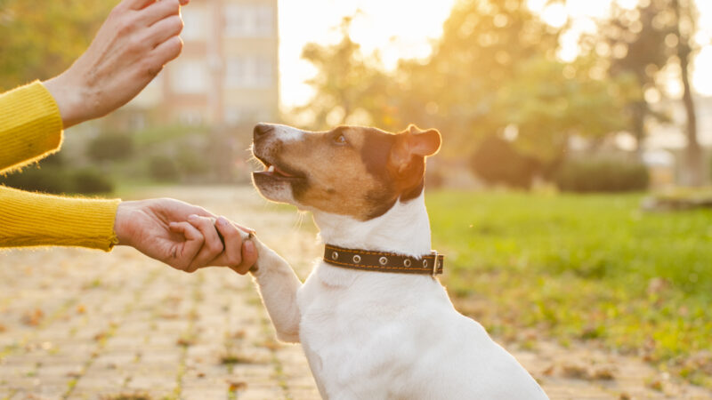 Adestramento básico: Primeiros comandos que todo cão deve aprender.