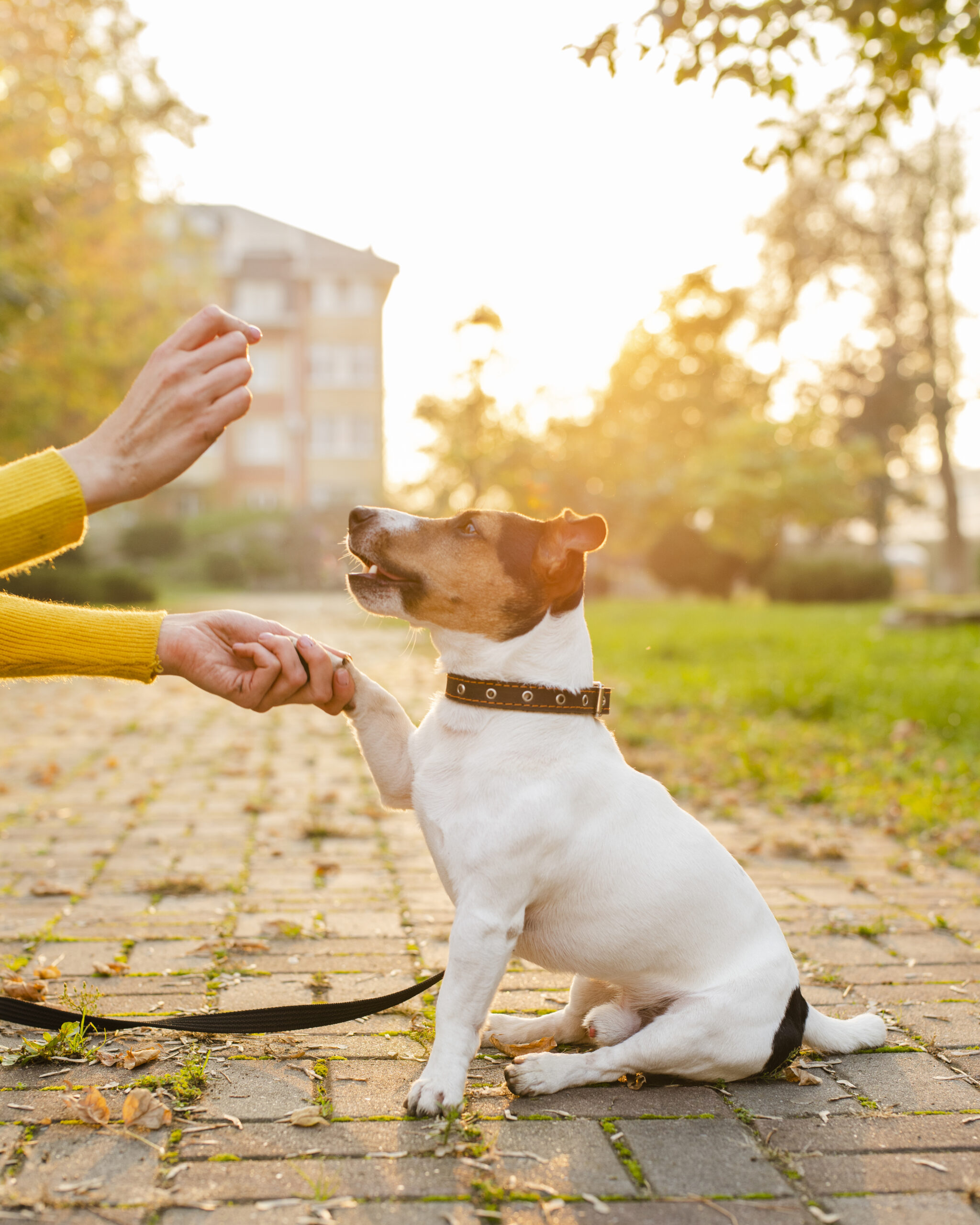 Adestramento básico: Primeiros comandos que todo cão deve aprender.
