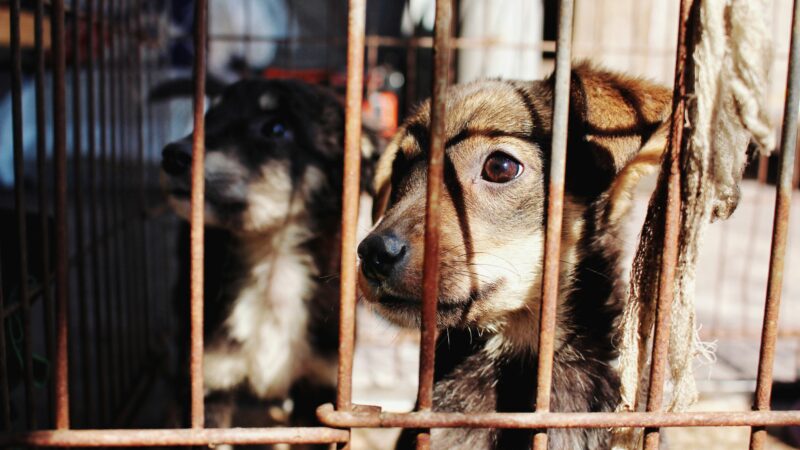 Leis de proteção animal em Brasília