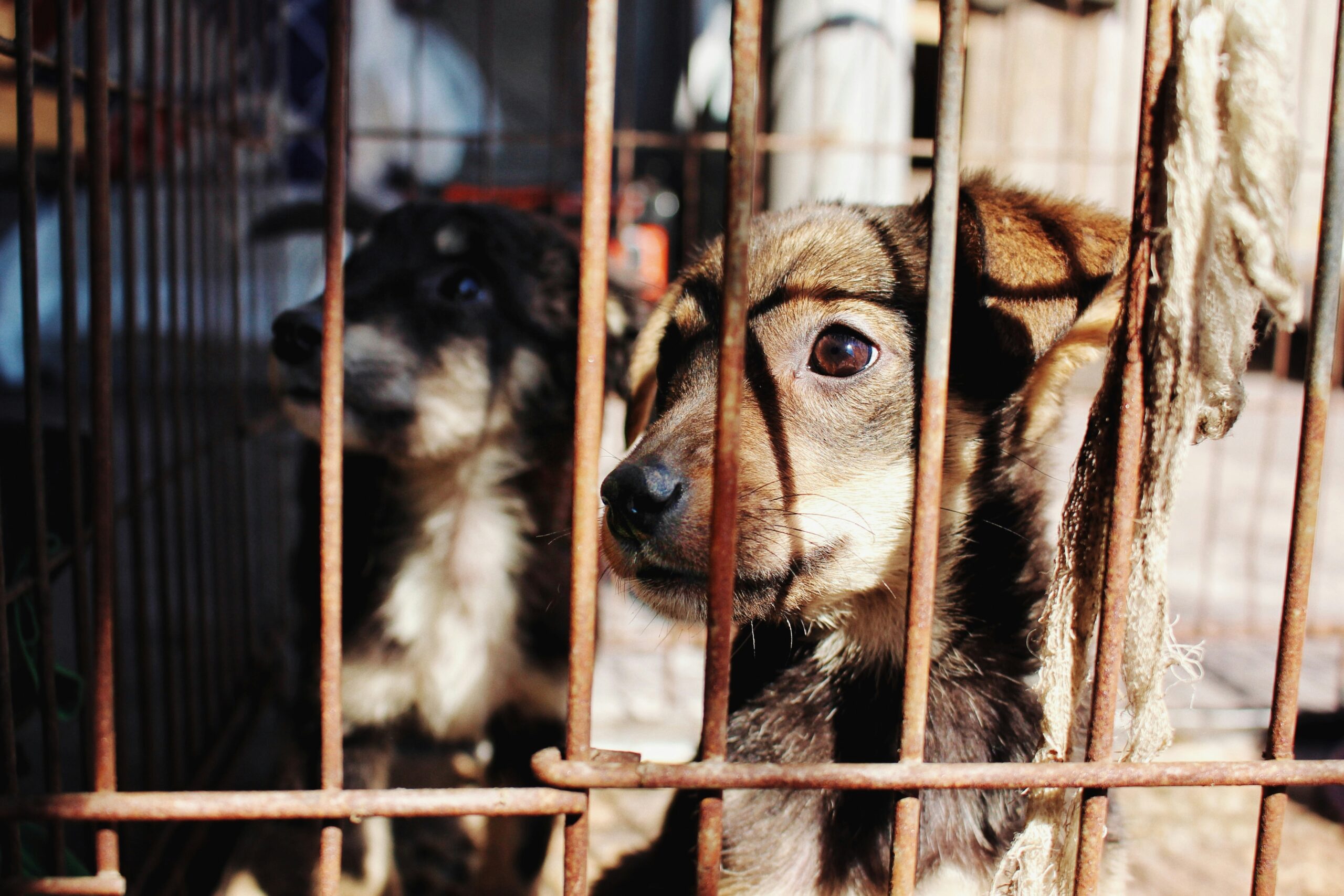 Leis de proteção animal em Brasília