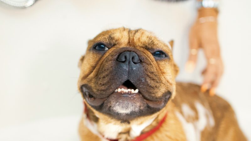 Dicas de higiene para pets em casa