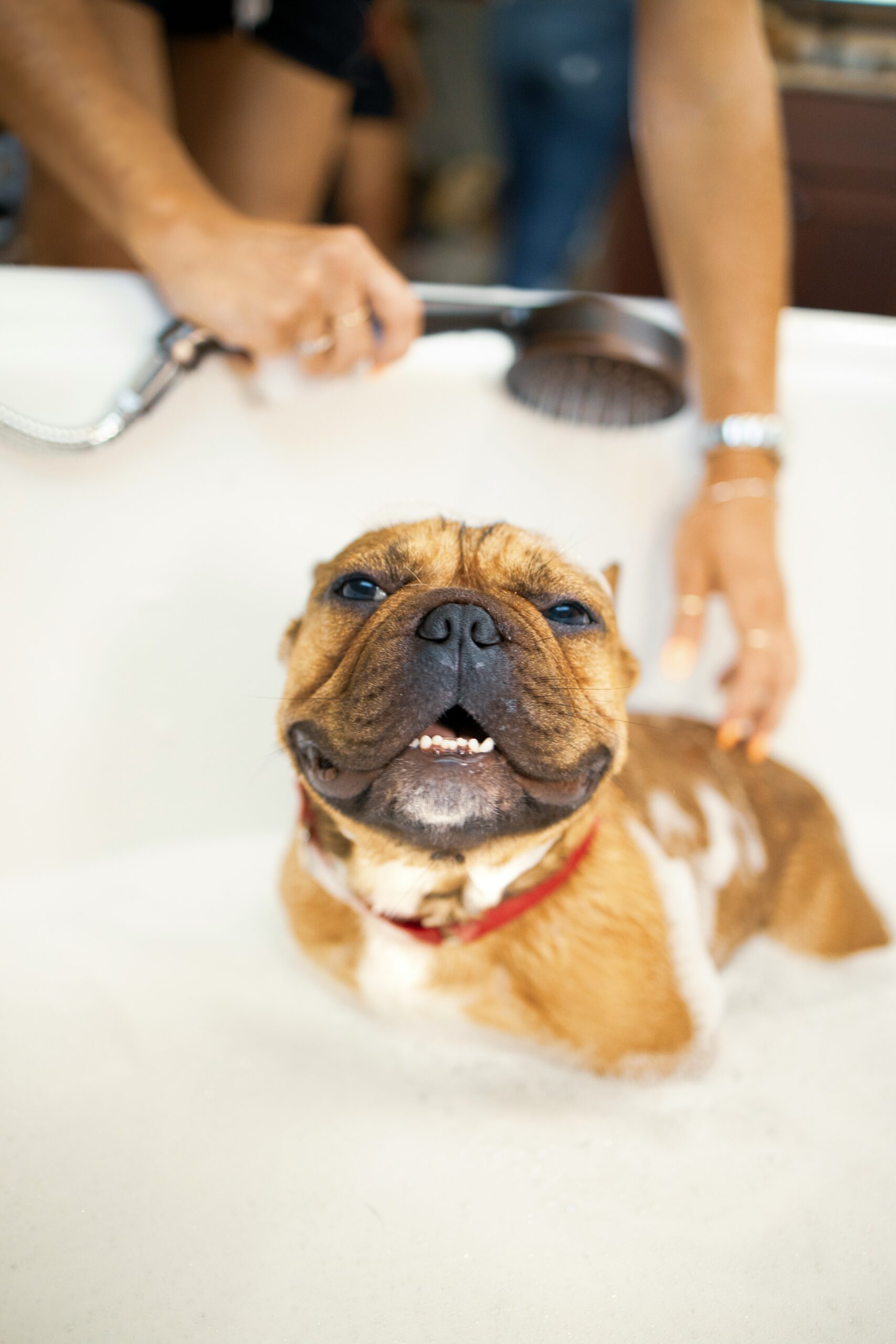 Dicas de higiene para pets em casa