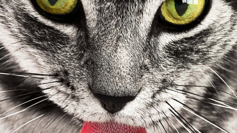 Curiosidades sobre os hábitos dos felinos