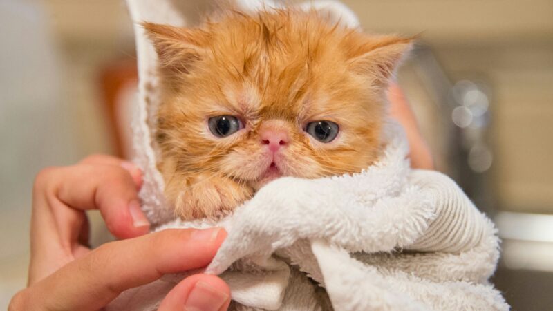 Curiosidades sobre os hábitos dos felinos