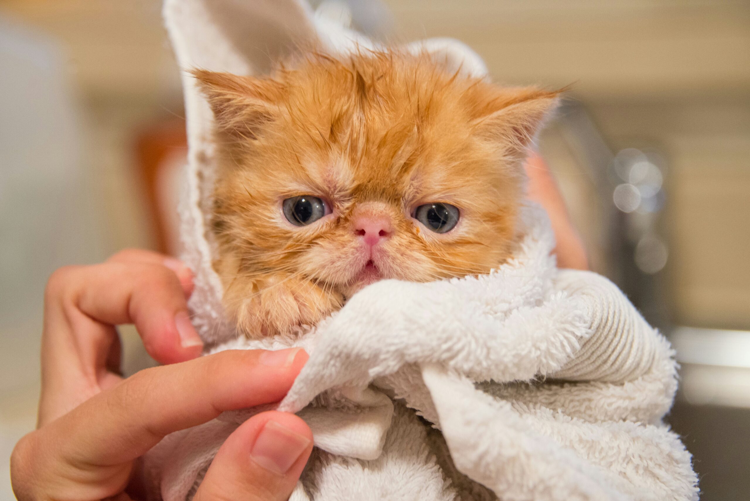 Curiosidades sobre os hábitos dos felinos