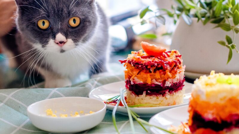 Alimentação Natural para Pets: Vale a Pena?