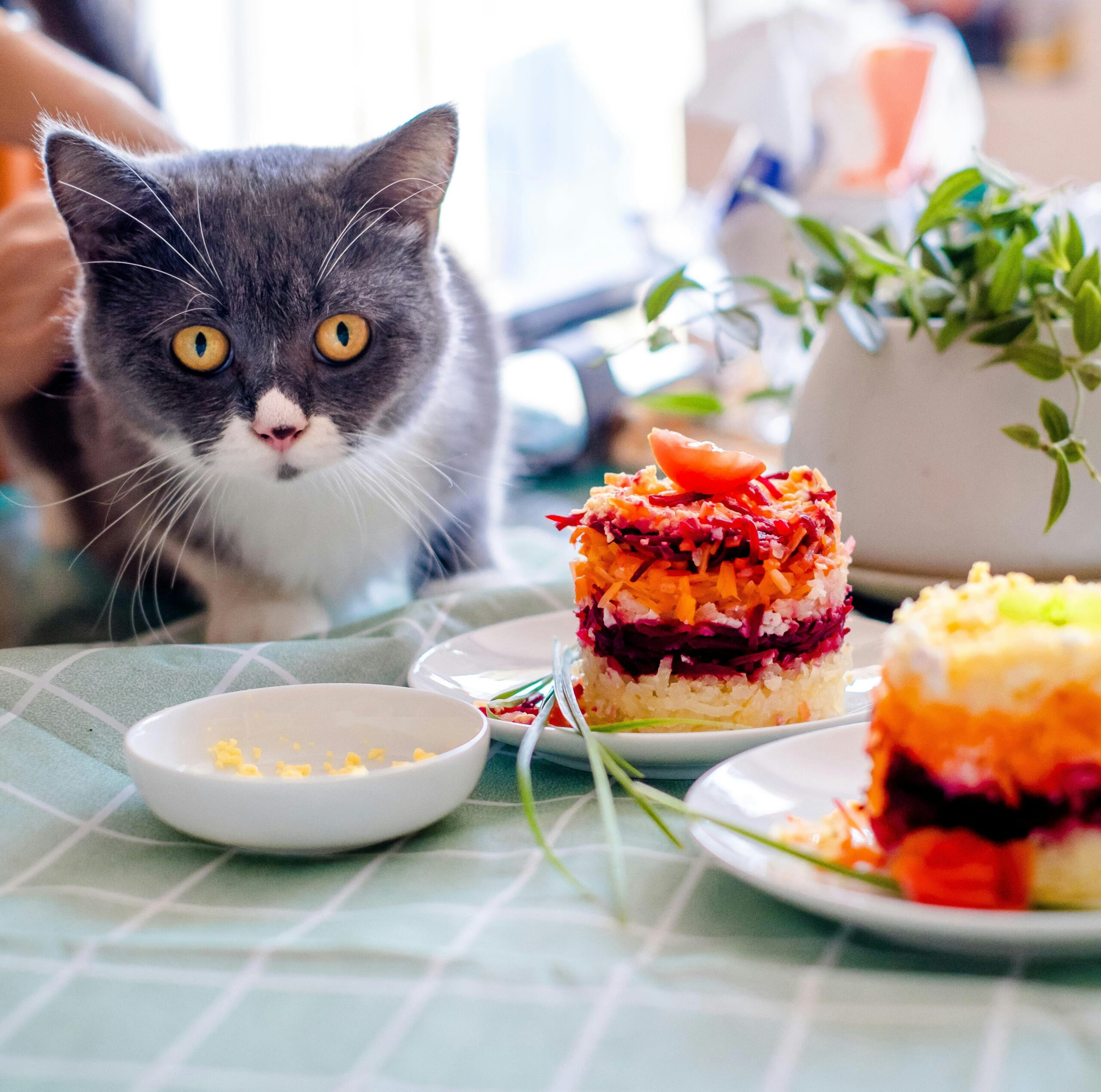 Alimentação Natural para Pets: Vale a Pena?