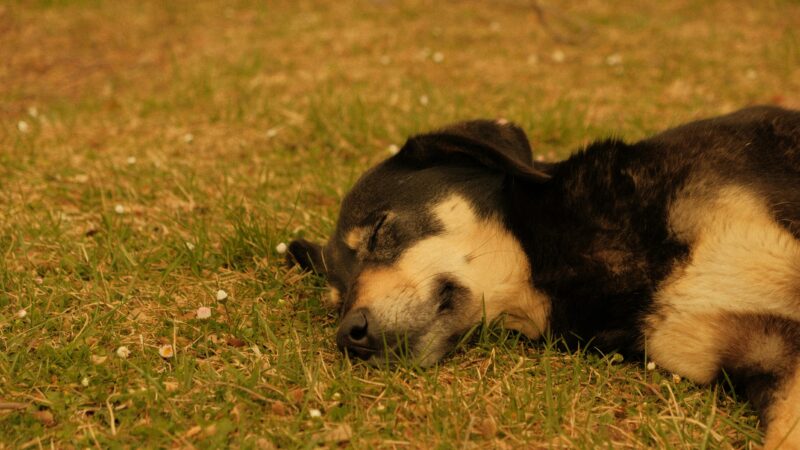 Como a temperatura do ambiente afeta a digestão dos pets