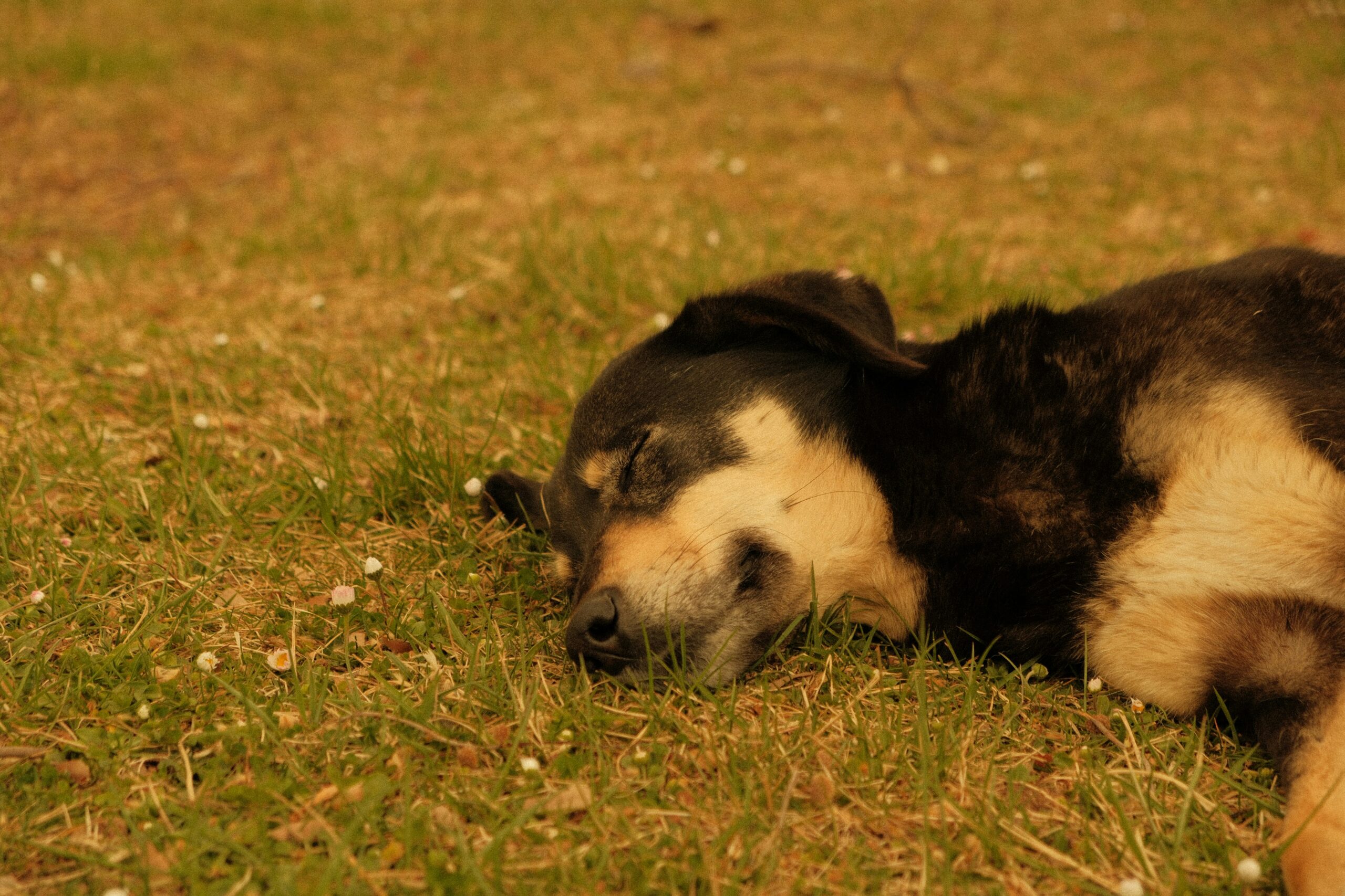 Como a temperatura do ambiente afeta a digestão dos pets
