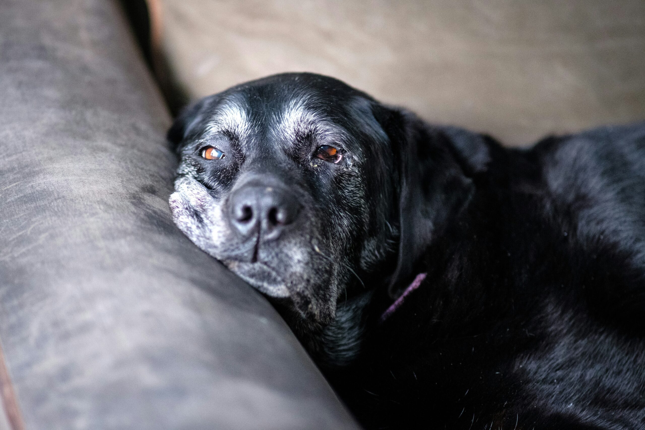 Alimentação para pets idosos: O que muda com a idade?