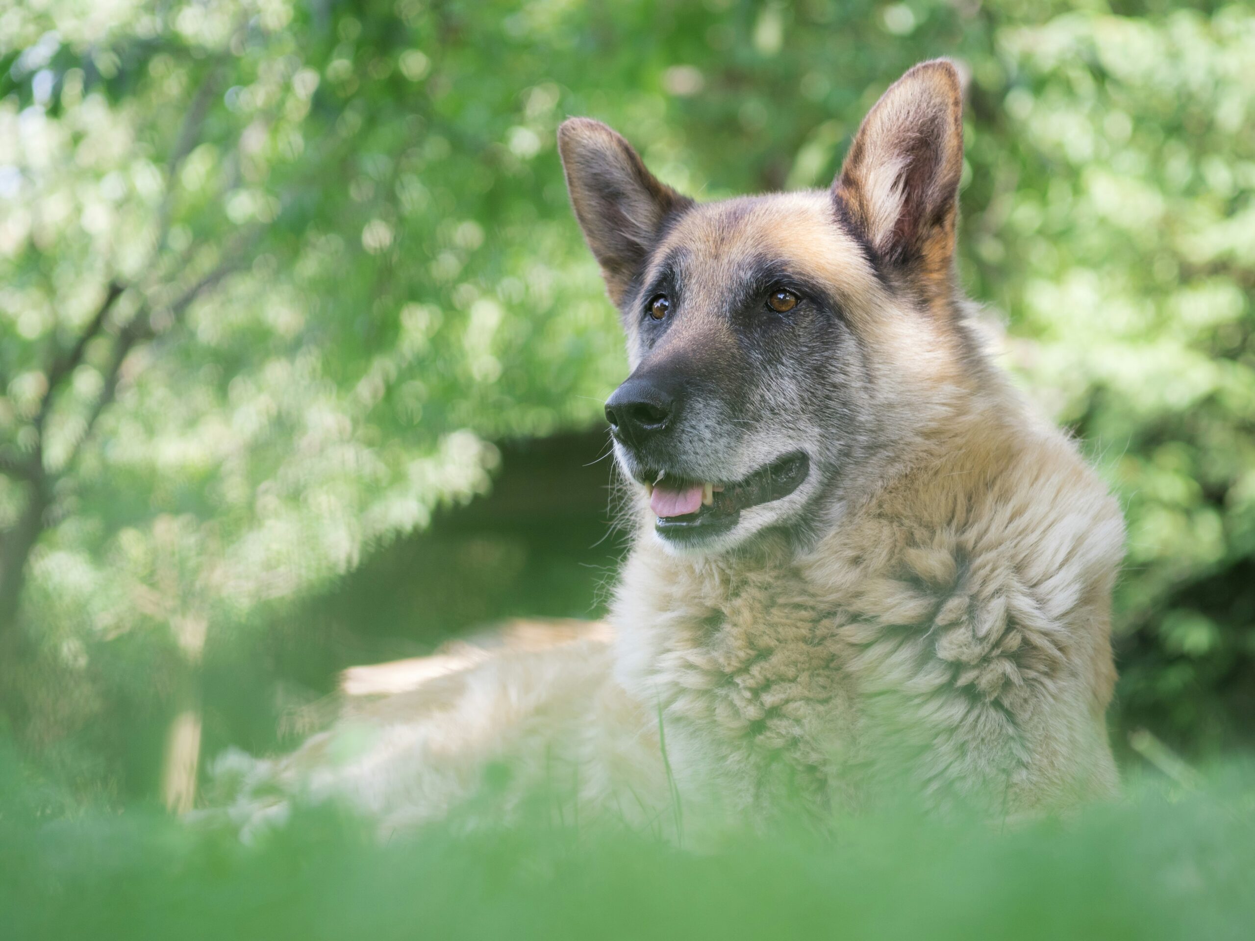 Como adaptar o ambiente interno para pets com idade avançada